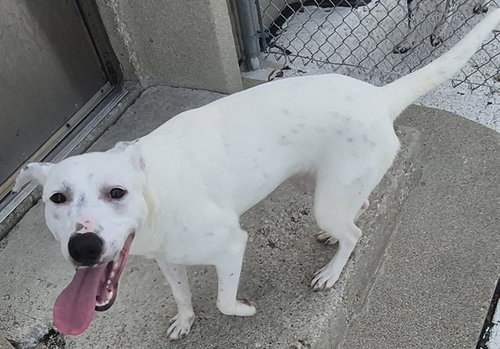 picture of the dog needing adoption