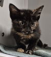 adoptable Cat in Decatur, IL named SWAN