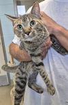 adoptable Cat in Decatur, IL named OLIVE