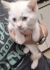 adoptable Cat in Decatur, IL named M.C. HAMMER PANTS