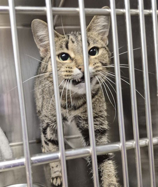 adoptable Cat in Decatur, IL named CARNATION
