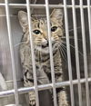 adoptable Cat in , IL named CARNATION