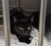 adoptable Cat in , IL named SUPER POWER