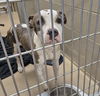 adoptable Dog in , IL named LOIS LANE