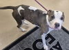adoptable Dog in Decatur, IL named LOIS LANE