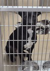 adoptable Dog in , IL named SUPERMAN