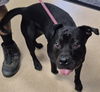 adoptable Dog in , IL named SUPERMAN