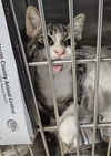 adoptable Cat in , IL named TEENAGE MUTANT NINJA TURTLE