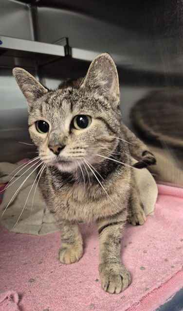 adoptable Cat in Decatur, IL named ZINIA