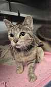 adoptable Cat in , IL named ZINIA