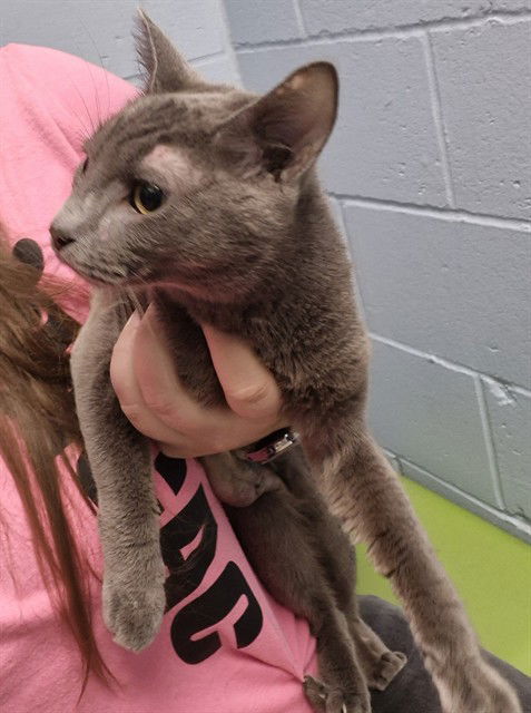 adoptable Cat in Decatur, IL named ZABELIA