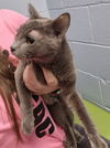 adoptable Cat in , IL named ZABELIA