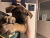 adoptable Dog in , IL named KRYPTO