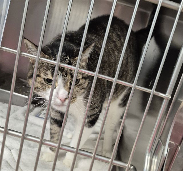 adoptable Cat in Decatur, IL named BREEZY