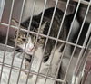 adoptable Cat in , IL named BREEZY