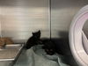 adoptable Cat in , IL named BEA