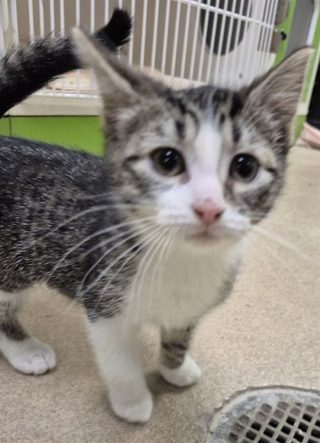 adoptable Cat in Decatur, IL named CUPCAKE