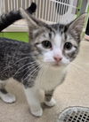 adoptable Cat in , IL named CUPCAKE