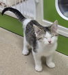 adoptable Cat in , IL named COOKIE