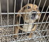 adoptable Dog in , IL named CREAM CHEESE