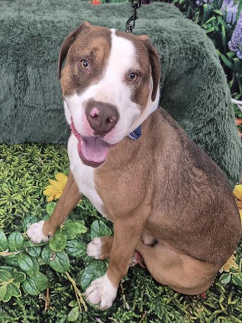 SPOTIFY, an adoptable Pit Bull Terrier in Decatur, IL