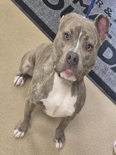 GEICO GECKO - Pit Bull Terrier available for adoption