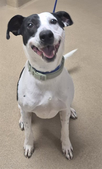 MRS. POTATOHEAD - Pit Bull Terrier available for adoption