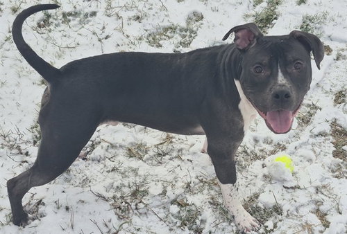 picture of the dog needing adoption