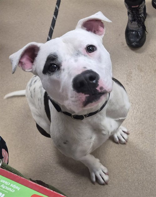 picture of the dog needing adoption