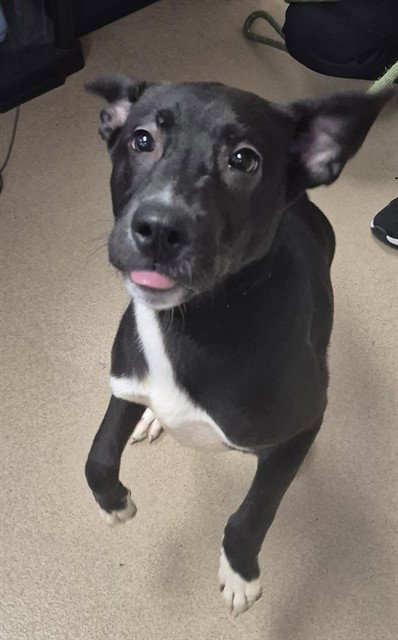 Labrador Retriever