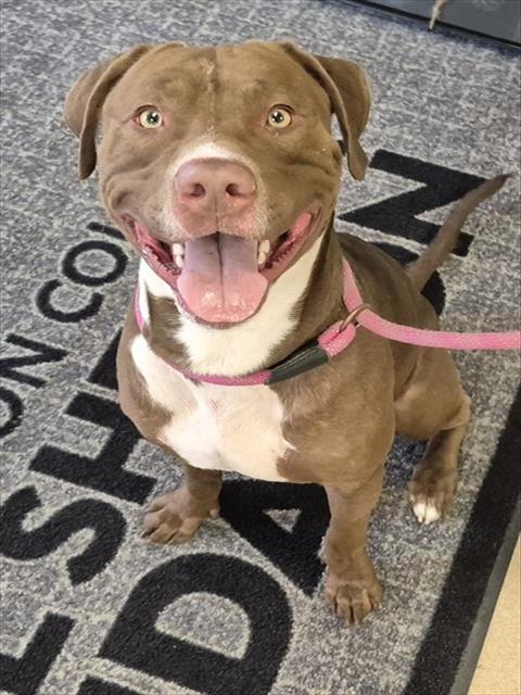 Pit Bull