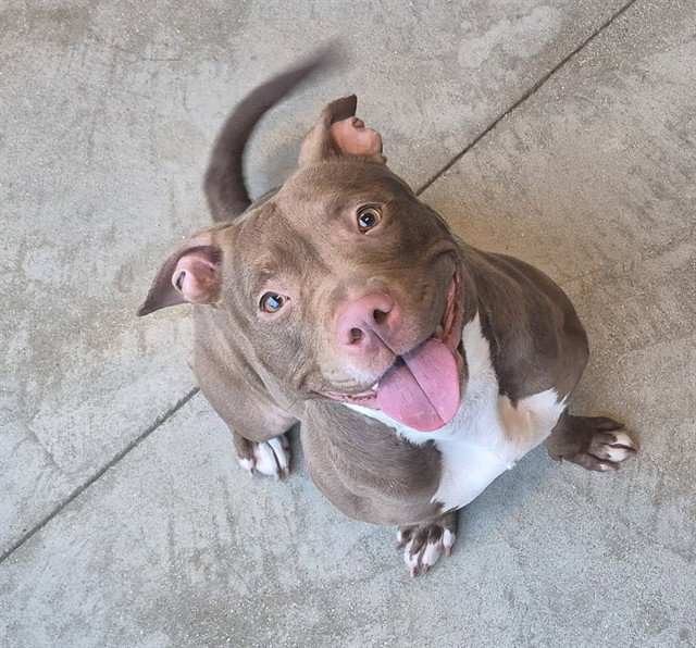 Pit Bull