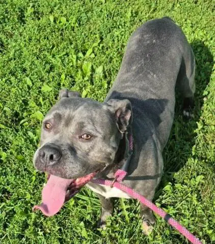 Venus - Pit Bull Terrier