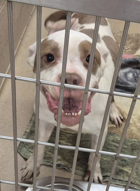 Pit Bull