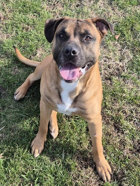 SUGARCANE, an adoptable Pit Bull Terrier in Decatur, IL
