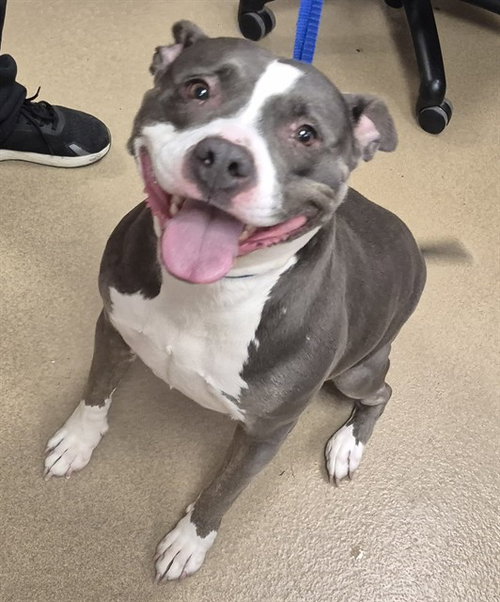 JENGA, an adoptable Pit Bull Terrier in Decatur, IL