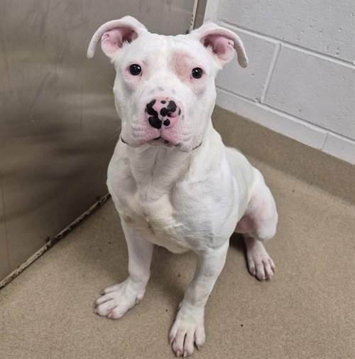 DEPUTY DOUG, an adoptable Pit Bull Terrier in Decatur, IL