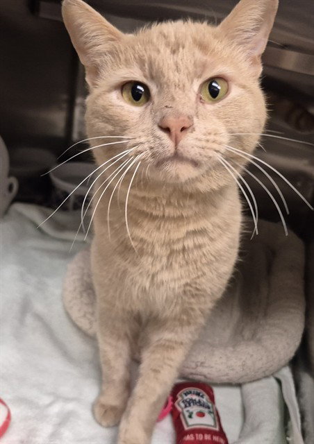 FRED, an adoptable Domestic Short Hair in Decatur, IL