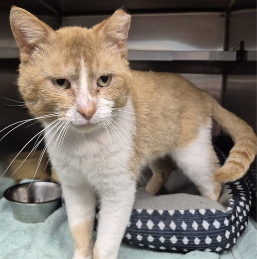 LENNY, an adoptable Domestic Short Hair in Decatur, IL