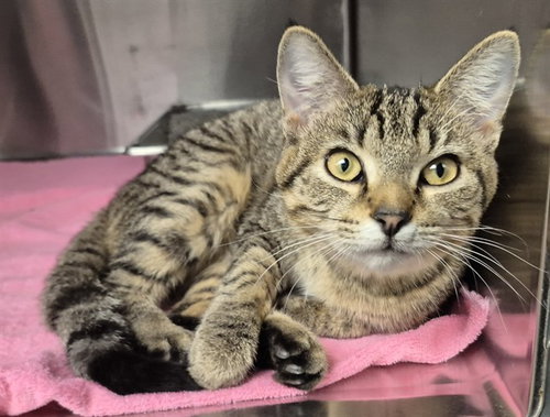 KATANA, an adoptable Domestic Short Hair in Decatur, IL