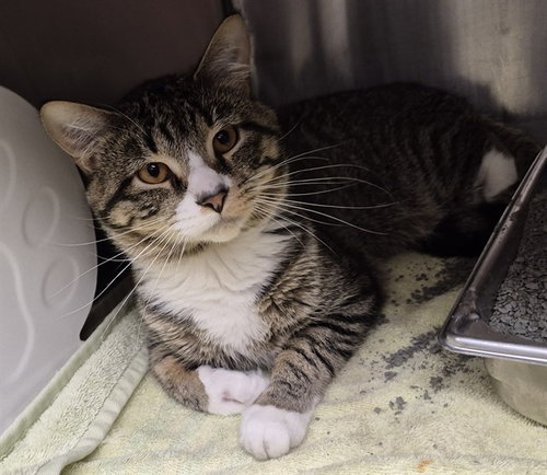 PALMER, an adoptable Domestic Short Hair in Decatur, IL