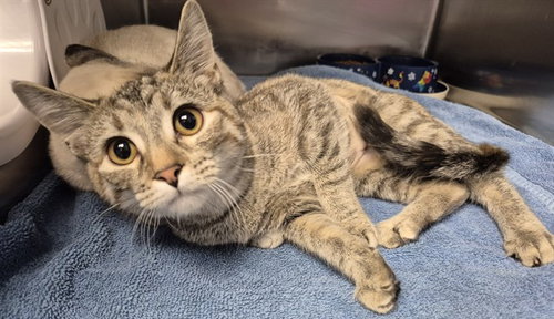 WISTERIA, an adoptable Domestic Short Hair in Decatur, IL