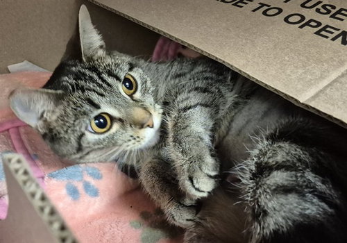 JASMINE, an adoptable Domestic Short Hair in Decatur, IL