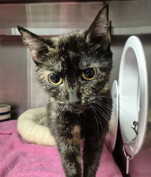 CLEO, an adoptable Domestic Short Hair in Decatur, IL