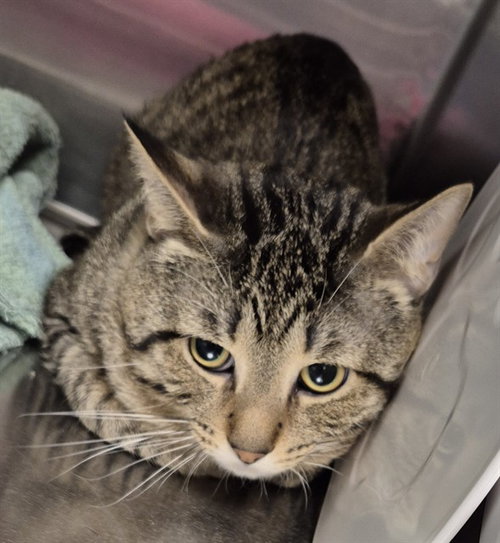 AXEL, an adoptable Domestic Short Hair in Decatur, IL