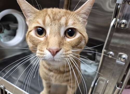 SIMBA, an adoptable Domestic Short Hair in Decatur, IL