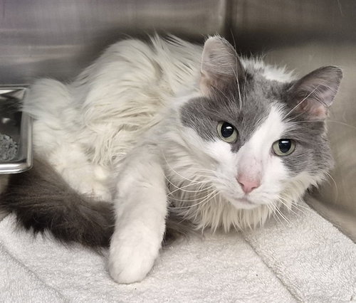 CINDY, an adoptable Domestic Medium Hair in Decatur, IL