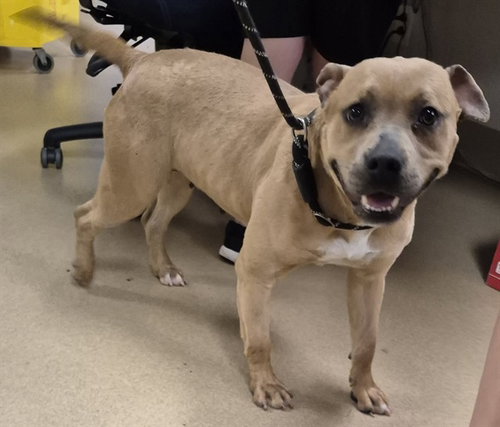 CINNABON, an adoptable Pit Bull Terrier in Decatur, IL
