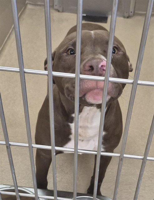 TOOTSIE ROLL, an adoptable Pit Bull Terrier in Decatur, IL