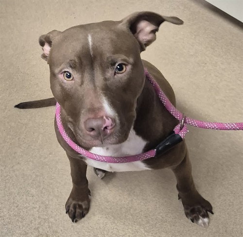 TOOTSIE ROLL, an adoptable Pit Bull Terrier in Decatur, IL